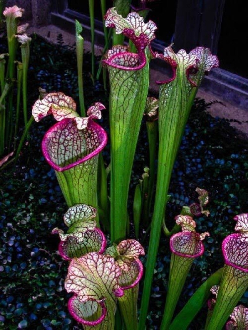 Cây Sarracenia