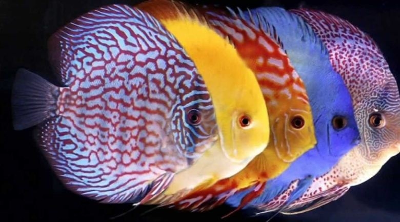 Cá Discus (Cá dĩa)