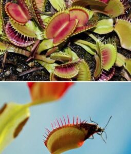 Cây Venus Flytrap