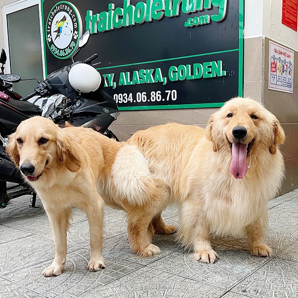 dia-chi-ban-cho-golden-samoyed-tphcm-1