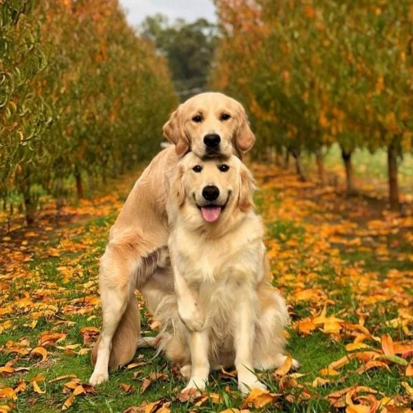 dia-chi-ban-cho-golden-samoyed-tphcm-10