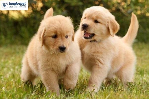 dia-chi-ban-cho-golden-samoyed-tphcm-5