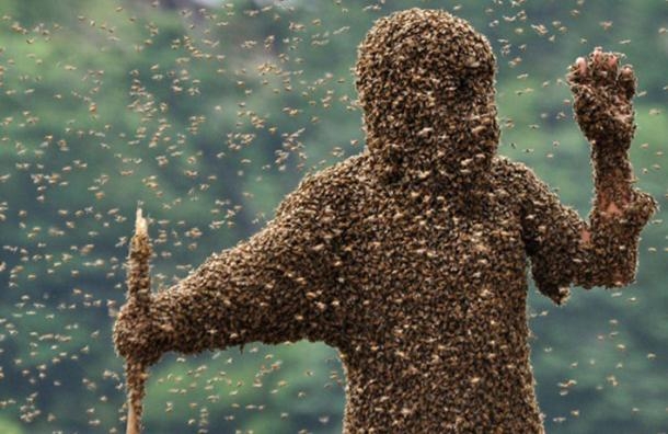 Loài ong là vũ khí côn trùng vô cùng lợi hại