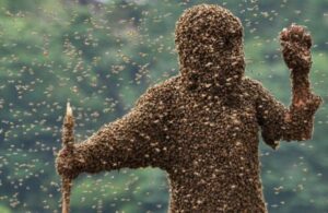 Loài ong là vũ khí côn trùng vô cùng lợi hại