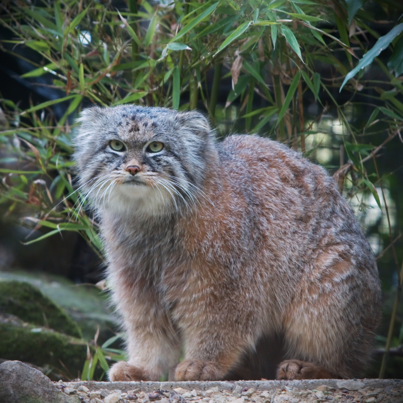 Mèo Manul (Pallas)