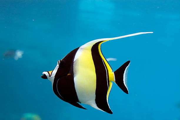 Moorish Idol