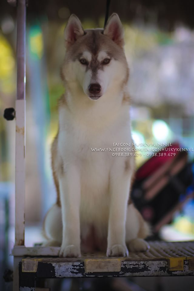 Saigon Husky Kennel