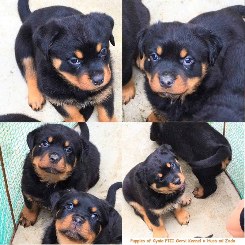 Trại chó Rottweiler Gervi Kennel